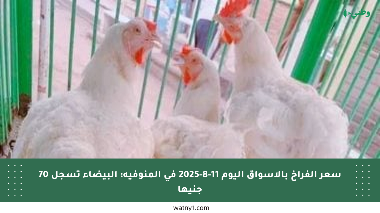 سعر الفراخ بالأسواق اليوم 11-8-2025 في المنوفية: البيضاء تسجل 70 جنيها
